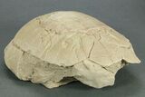 Oligocene Fossil Tortoise (Stylemys) - South Dakota #269871-4
